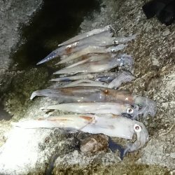 ヤリイカ３度目の正直