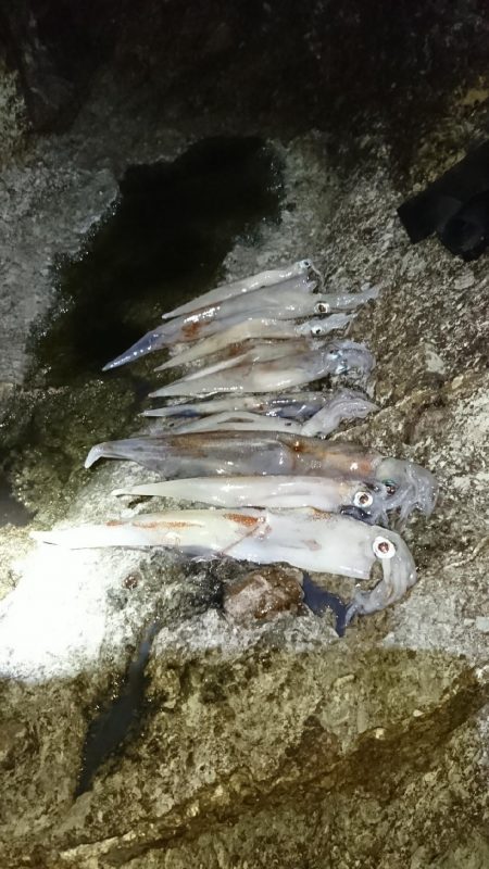 ヤリイカ３度目の正直