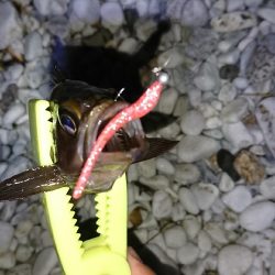 春が来たかな？