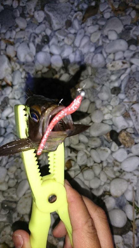 春が来たかな？