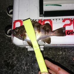 メバル居ました！