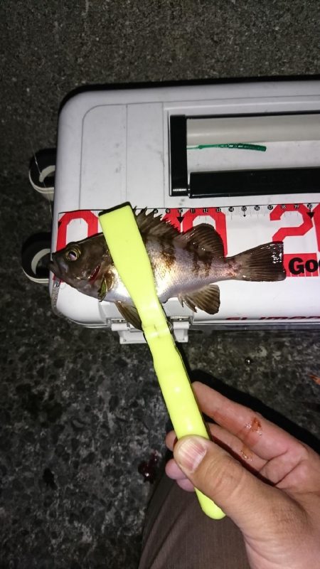 メバル居ました！