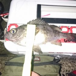 デカめばるさがし