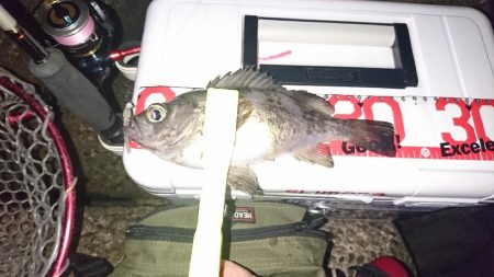 デカめばるさがし