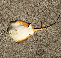 ジグでアカエイ2