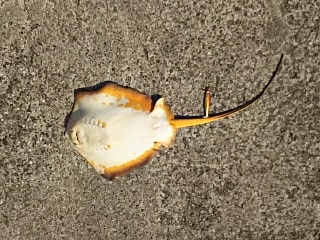 ジグでアカエイ2