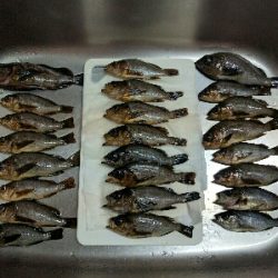 鹿島のメバル好調