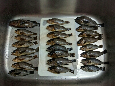 鹿島のメバル好調