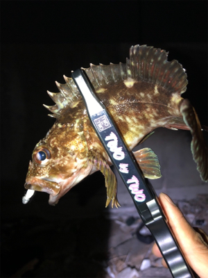 メバリング＆ガシリング