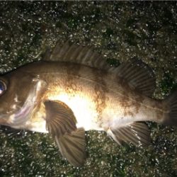 昨日の爆釣ならず