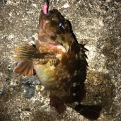 夜に釣りをする。