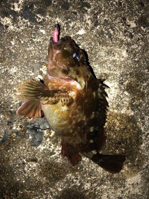 夜に釣りをする。