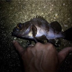 大潮メバリング