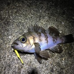 短時間でメバリング