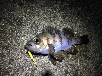 短時間でメバリング