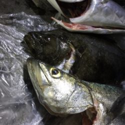 大漁!!!ブリヒラメシーバス