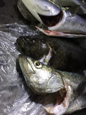 大漁!!!ブリヒラメシーバス