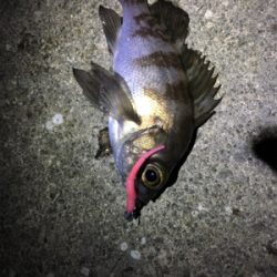 満潮までの上げ潮でメバリング