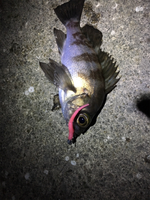 満潮までの上げ潮でメバリング