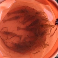 多摩川テナガエビ調査釣行2