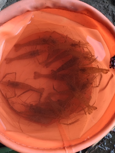 多摩川テナガエビ調査釣行2