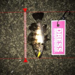 雨上がりのメバリング