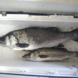 ランカーヒラスズキ