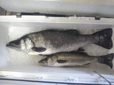 ランカーヒラスズキ