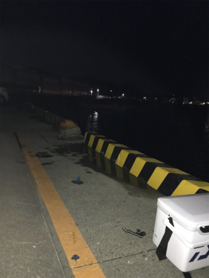 ジャボならずアジ1匹