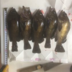 牛乳パック大メバル！