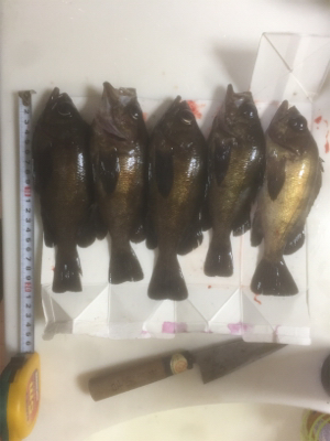 牛乳パック大メバル！