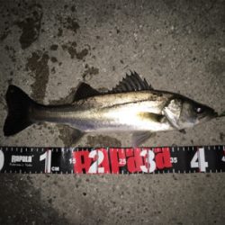 連日連夜絶好調！