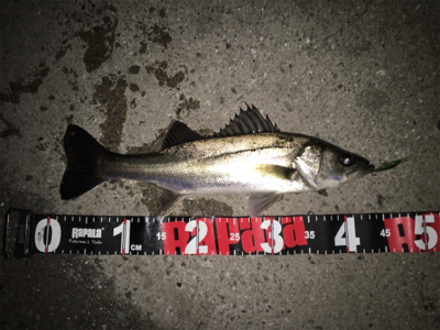 連日連夜絶好調！