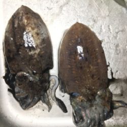 コウイカ連発！