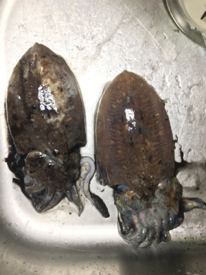 コウイカ連発！