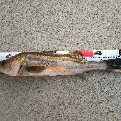 ズボ釣りで満足釣行