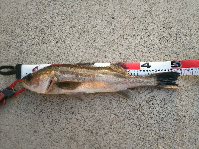 ズボ釣りで満足釣行