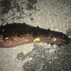 プラグ中心にキャスト