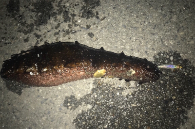 プラグ中心にキャスト