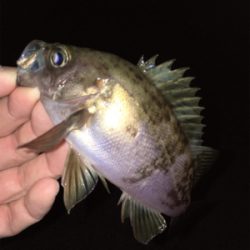 明石周辺メバリング