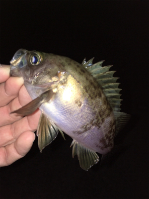 明石周辺メバリング