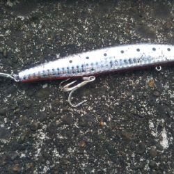 阿南市でサワラ