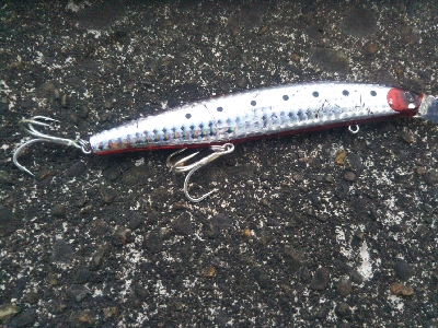 阿南市でサワラ