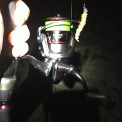 淀川ブリームゲーム ボラボラボラ