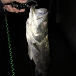 メバリングのはずが、、、