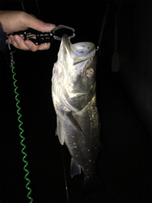 メバリングのはずが、、、