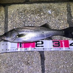 バチパターン三度