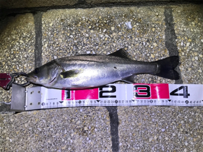 バチパターン三度