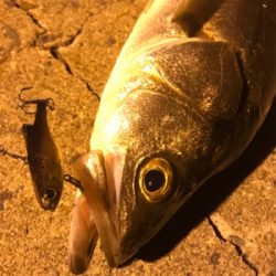 ナイトシーバス♪