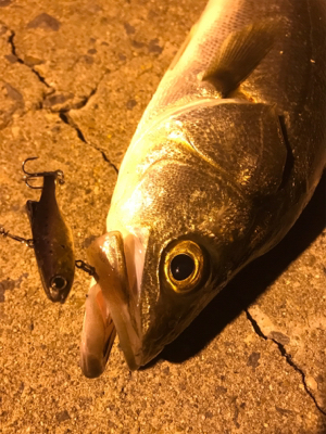 ナイトシーバス♪